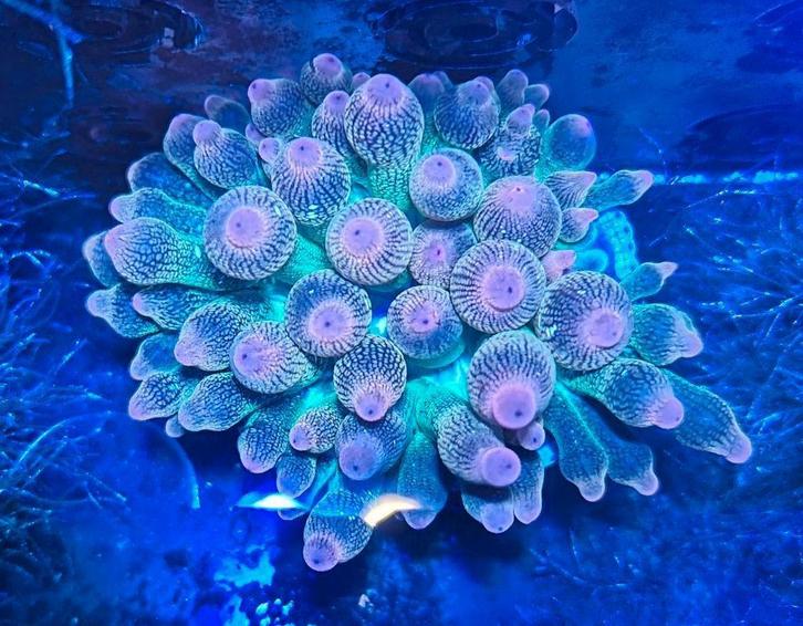 Sunburst Tepelanemoon Entacmaea quadricolor, Dieren en Toebehoren, Vissen | Aquariumvissen