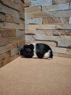 Cavia, Dieren en Toebehoren, Knaagdieren, Cavia, Augustus, Mannelijk, Tam