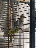 1 valkparkiet mannetje, Dieren en Toebehoren