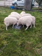 7 jonge rammen, Dieren en Toebehoren