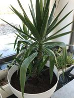 YUCCA ET ALOE VERA, Tuin en Terras, Ophalen, Eenjarig, Overige soorten