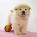 Chow Chow - Belgische pups te koop, Dieren en Toebehoren, Honden | Poolhonden, Keeshonden en Oertypen, België, CDV (hondenziekte)