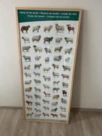 Alles rassen schapen van de wereld prachtige grote kader, Ophalen