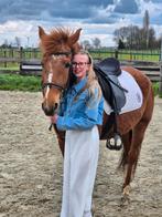 Verzorg pony of paard gezocht, Dieren en Toebehoren, Ophalen