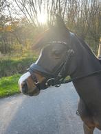 4 jarige B pony, Dieren en Toebehoren, Merrie, B, B pony (1.17m tot 1.27m), 3 tot 6 jaar