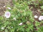 Geranium Himalayense 'Derrick Cook', Vaste plant, Halfschaduw, Zomer, Ophalen