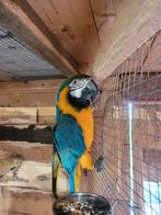 Recherche femelle ararauna min 7 ans, Dieren en Toebehoren, Vogels | Parkieten en Papegaaien, Mannelijk