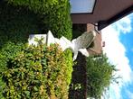 Tuinbeeld/ Grote Adelaar/ Roofvogel in steen- weerbestendig, Tuin en Terras, Tuinbeelden, Ophalen, Gebruikt, Steen, Dierenbeeld