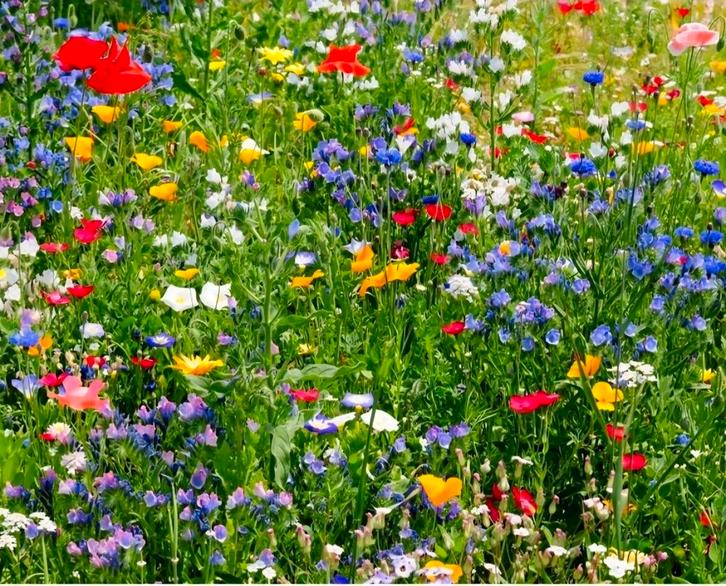 Mélange de fleurs indigènes pour papillons et abeilles 5gr, Jardin & Terrasse, Bulbes & Semences, Enlèvement ou Envoi