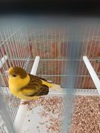 Toute personne intéressée par ce magnifique canari coloré Ma, Animaux & Accessoires, Oiseaux | Canaris, Mâle, Canari de couleur