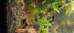 KORAAL Platys, Vis, Zoetwatervis