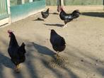 Kippen leghorn zwart, Poule ou poulet, Femelle