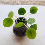 Plant met minipot