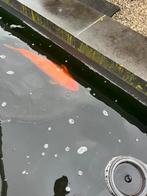 Japanse koi (55-60 cm), Dieren en Toebehoren, Vissen | Vijvervissen, Karper of Koi