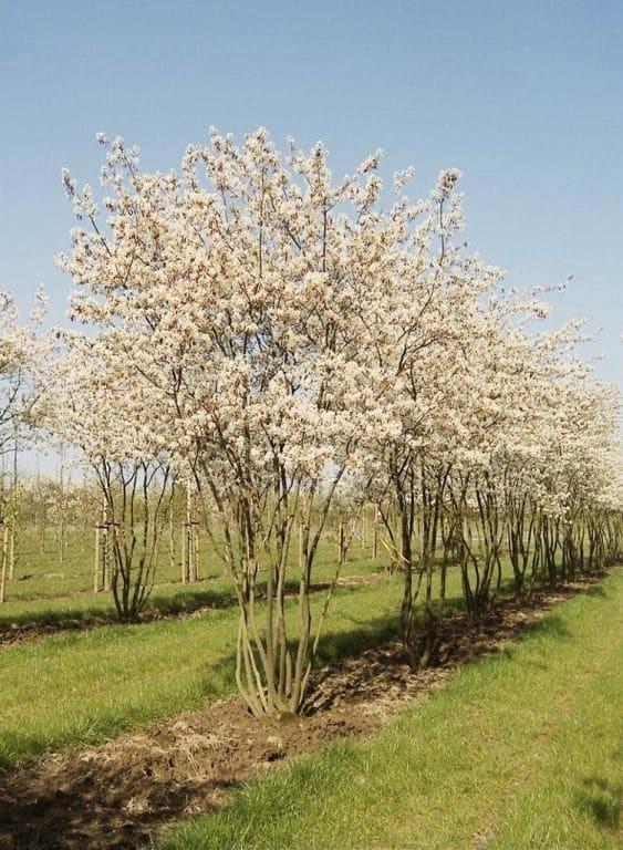 Amelanchier lamarckii, Jardin & Terrasse, Plantes | Arbres, Ombre partielle, Automne, Enlèvement