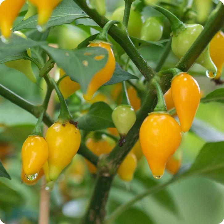 Bequinho Yellow - Peper zaden, Tuin en Terras, Bloembollen en Zaden, Verzenden