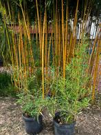 Gele bamboe, Tuin en Terras, Ophalen