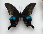 Papilio arcturus A-, Ophalen of Verzenden, Gebruikt, Insect, Opgezet dier