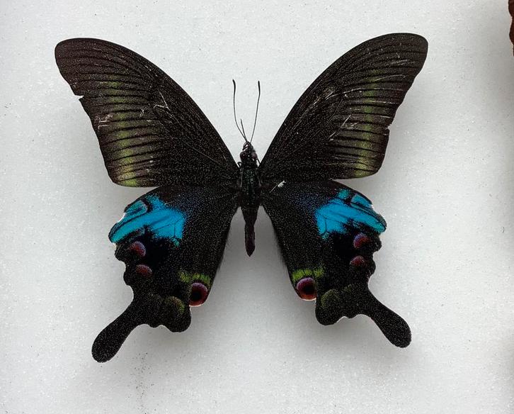 Papilio arcturus A-, Verzamelen, Dierenverzamelingen, Gebruikt, Opgezet dier, Insect, Ophalen of Verzenden