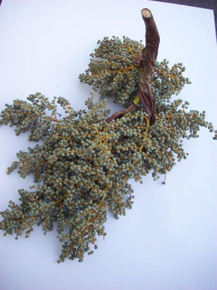 Decoratieve (zaad) takken winterharde palmboom, Tuin en Terras, Planten | Bomen, Palmboom, Minder dan 100 cm, Volle zon, Lente