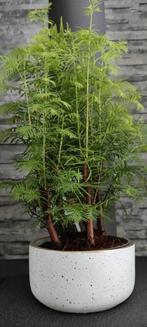 Plante bonsaï metasequoia extérieur, Ombre partielle, En pot, Plante verte, Enlèvement
