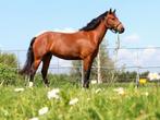 ✨️️2 lieve Freiberger merries te koop️✨️, Dieren en Toebehoren, Paarden, Merrie, B, Recreatiepaard, Gechipt