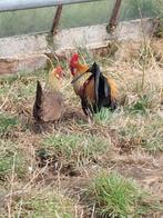 Hollandse krielen, Meerdere dieren, Kip