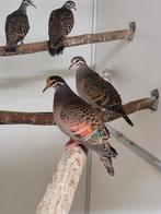 Bronsvleugel doffers, Dieren en Toebehoren, Vogels | Overige Vogels, Geringd