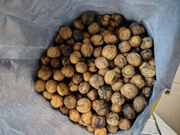 Okkernoten/walnoten  beschikbaar voor biedingen