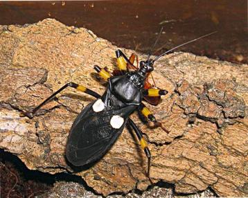 Jeune punaises assasine a vendre (Platymeris biguttatus) beschikbaar voor biedingen