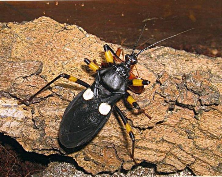 Jeune punaises assasine a vendre (Platymeris biguttatus), Dieren en Toebehoren, Reptielen en Amfibieën | Toebehoren, Nieuw, Overige typen