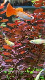 Aquariumplant Ludwigii repens, Ophalen, Zo goed als nieuw, Plant(en), Steen of Hout