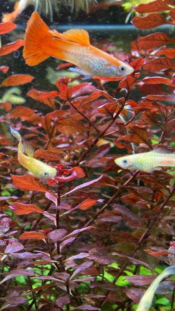 Aquariumplant Ludwigii repens beschikbaar voor biedingen