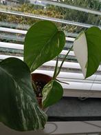 Monstera variegata, Enlèvement