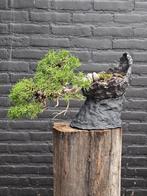 Juniperus Itoigawa bonsai, Bloeit niet, Overige soorten, Minder dan 100 cm, Ophalen