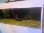 Aquarium met vissen, Dieren en Toebehoren, Ophalen of Verzenden, Zo goed als nieuw