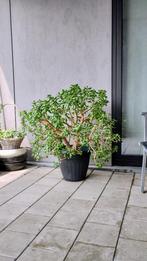 Crassula ovata/Jade Plant, Jardin & Terrasse, Printemps, Enlèvement, Plantes potagères, Mi-ombre