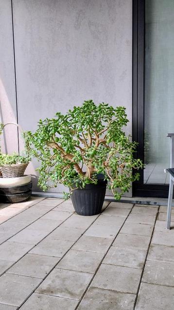 Crassula ovata/Jade Plant