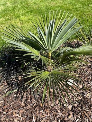 Zeldzame vorstbestendige palmen ( hybride palmen) beschikbaar voor biedingen