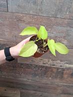 Epipremnum neon nr 56  2 stekken in de pot, Huis en Inrichting, Kamerplanten, Ophalen