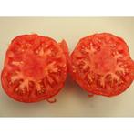 Plants de tomates Chemin Rouge - tomates précoces - 30 cm, Annuelle, Enlèvement, Plantes potagères, Mi-ombre