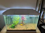 Aquaroum 60 l, Dieren en Toebehoren, Ophalen, Gebruikt, Gevuld zoetwateraquarium