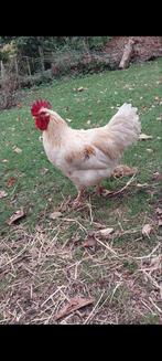 Gentil coq région Mons, Dieren en Toebehoren, Pluimvee | Toebehoren, Ophalen of Verzenden
