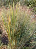 Panicum Virgatum., Tuin en Terras, Planten | Tuinplanten, Ophalen, Volle zon, Vaste plant, Siergrassen