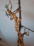 Flappentak australien, Enlèvement