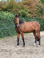 3 jarige ruin Eldorado V/D Zeshoek & Ceringa (Calvados), Dieren en Toebehoren, Paarden, Springpaard, Ruin, 3 tot 6 jaar, Onbeleerd