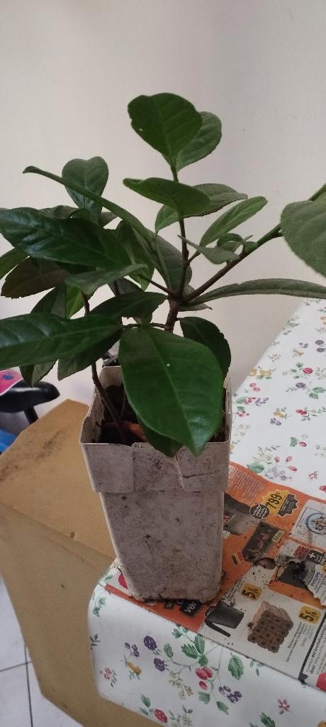 Laurierkers, Tuin en Terras, Planten | Struiken en Hagen, Struik, Laurier, Ophalen