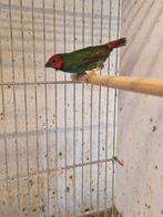 Diamant de peales, Femelle