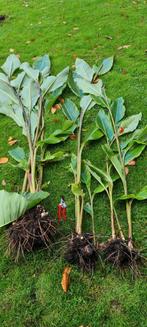 Canna musafolia, Tuin en Terras, Planten | Fruitbomen, Ophalen of Verzenden