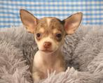 Superleuke Chihuahua pups!, Dieren en Toebehoren, Honden | Chihuahua's en Gezelschapshonden, 15 weken tot 1 jaar, Buitenland, CDV (hondenziekte)